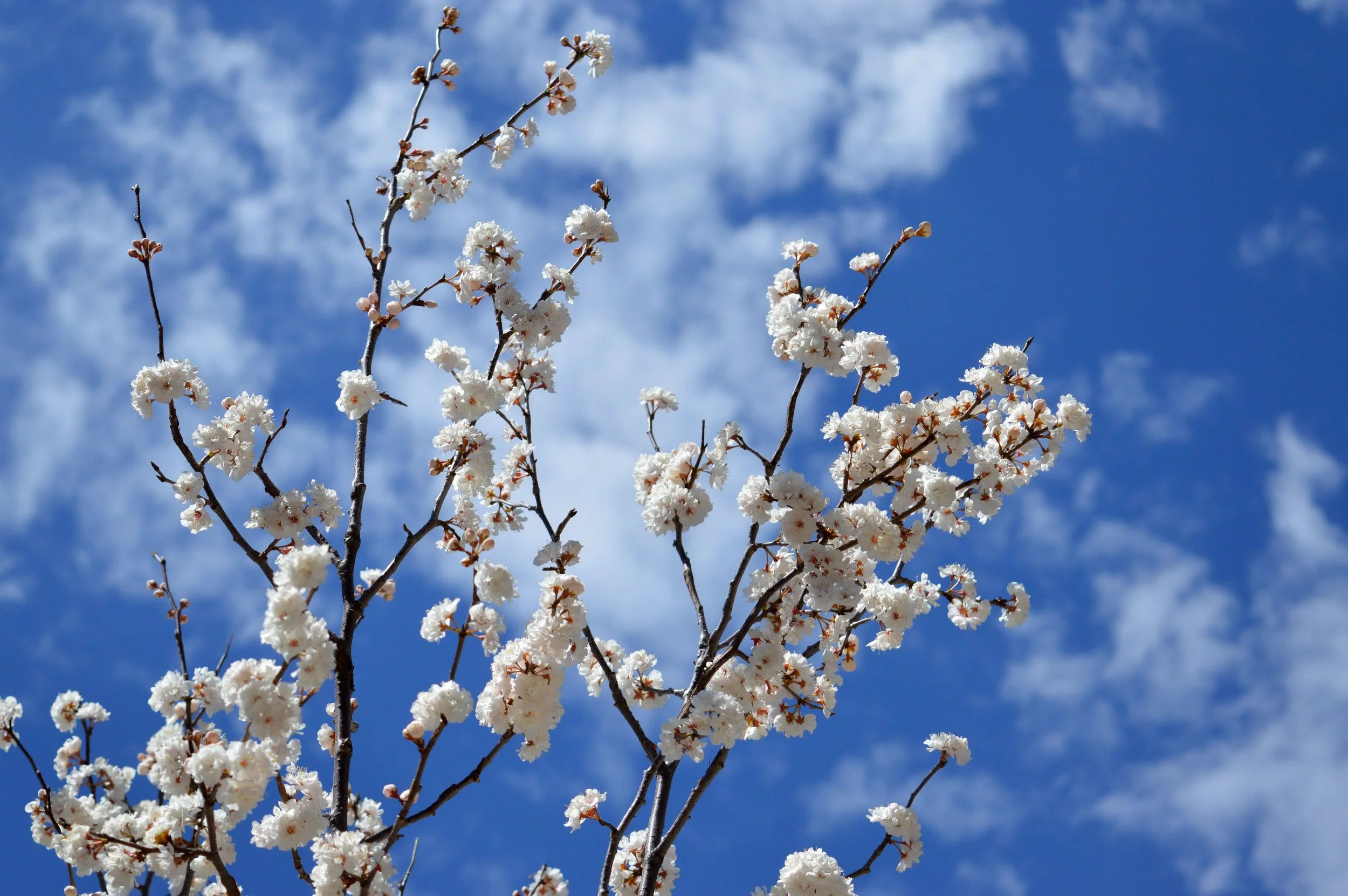 denver-botanic-gardens-April-13-7.jpg