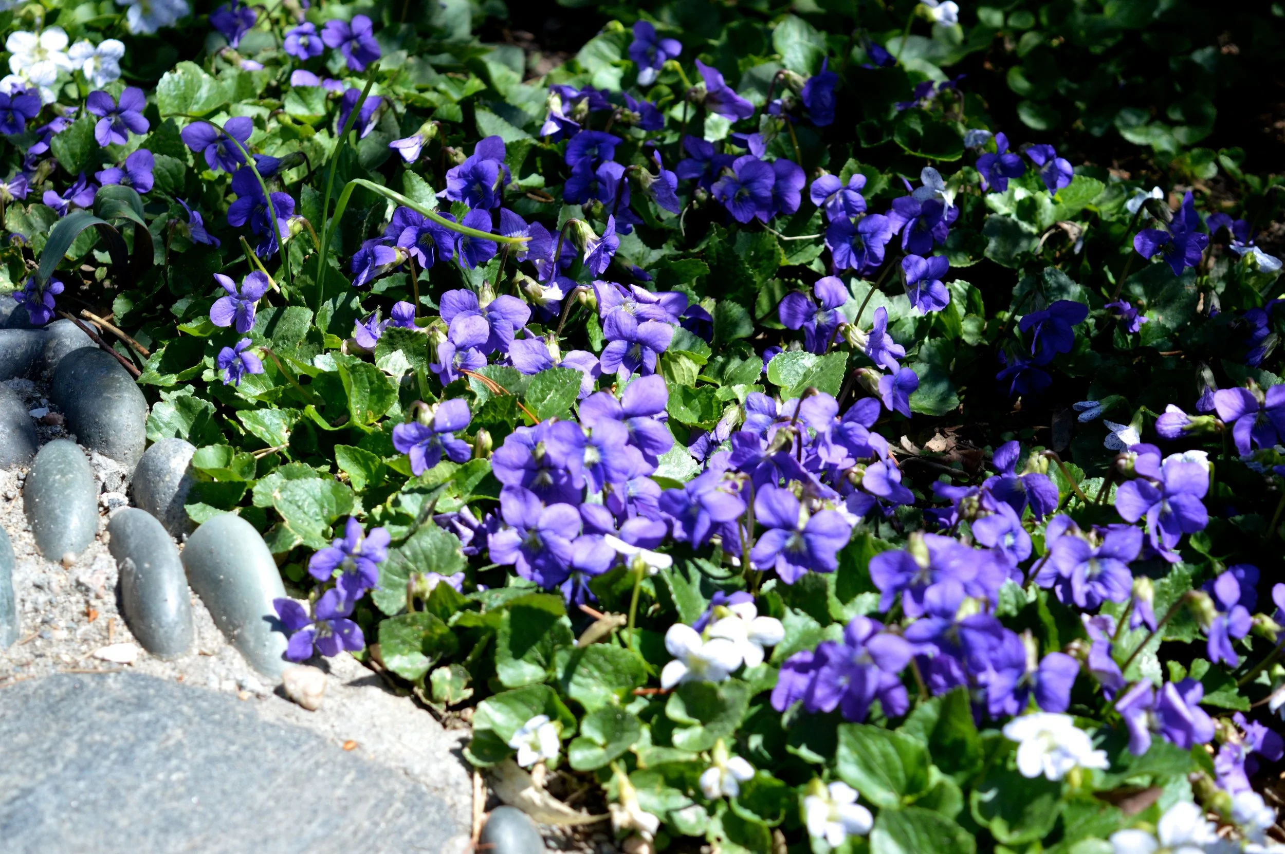 denver-botanic-gardens-April-13-14.jpg