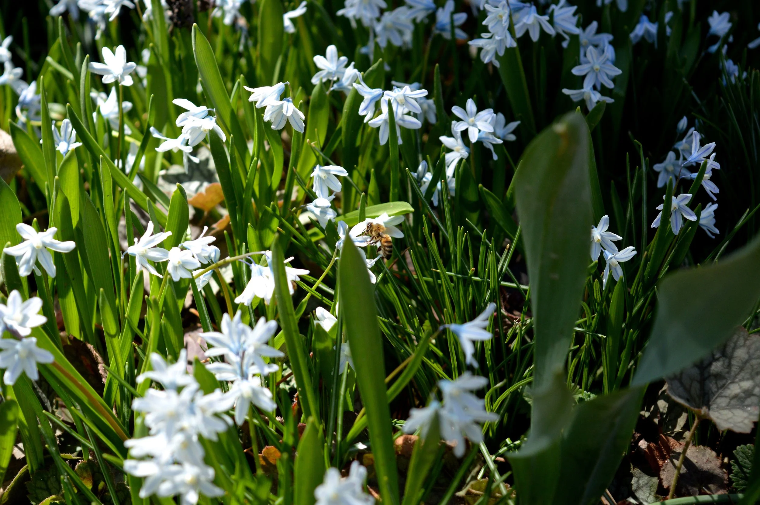denver-botanic-gardens-April-13-6.jpg