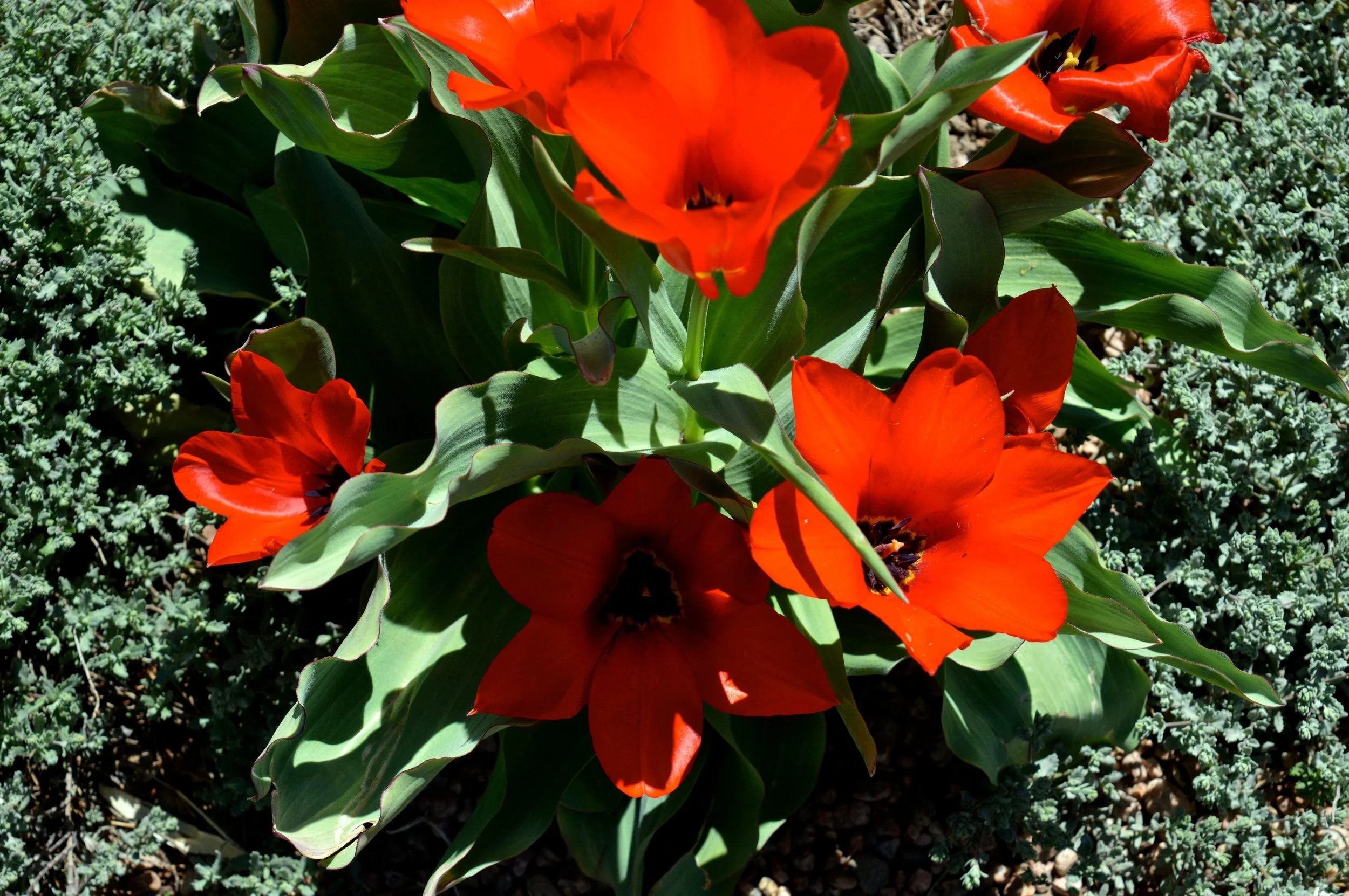 denver-botanic-gardens-April-13-16.jpg