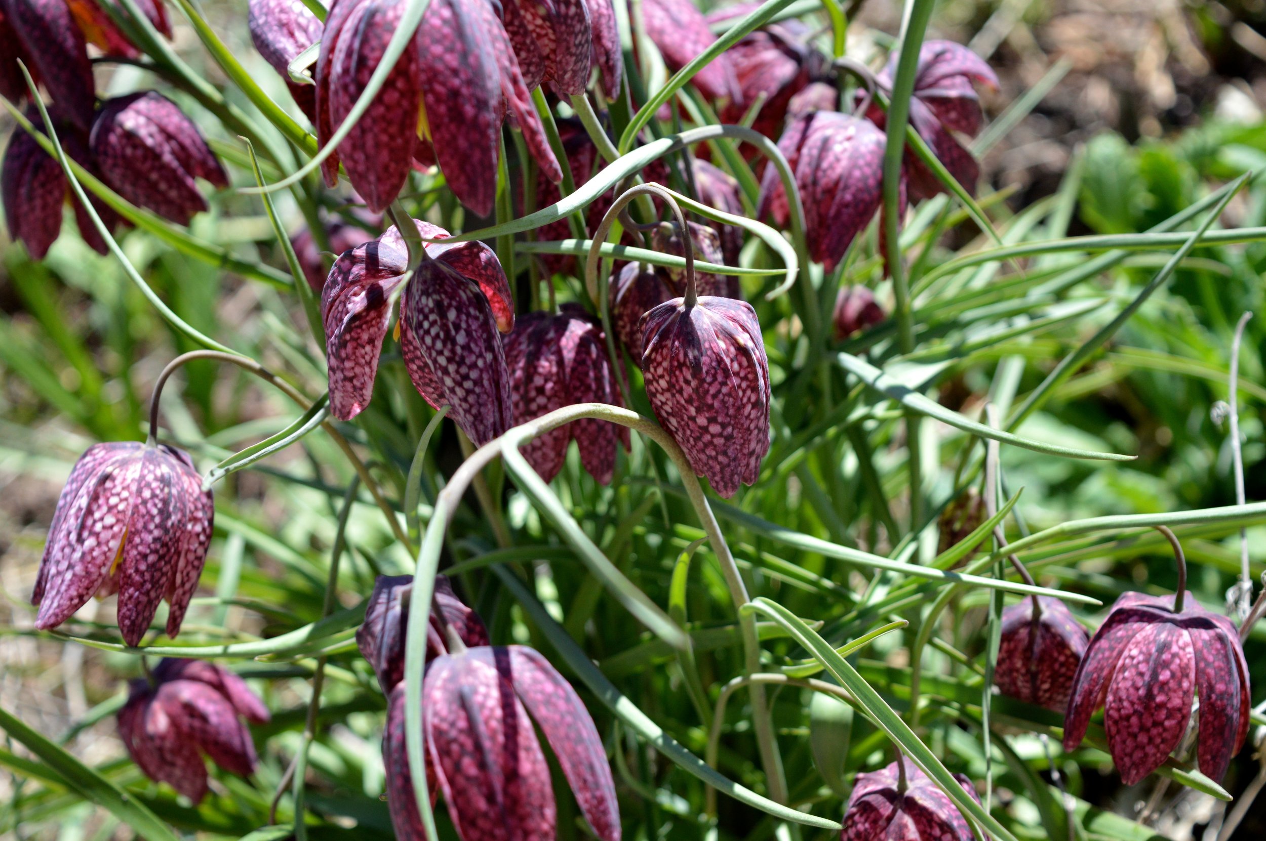 denver-botanic-gardens-April-13-17.jpg