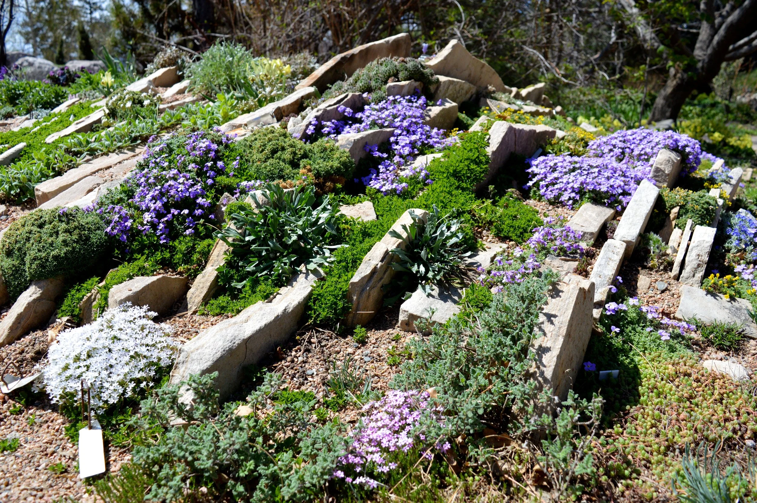 denver-botanic-gardens-April-13-18.jpg
