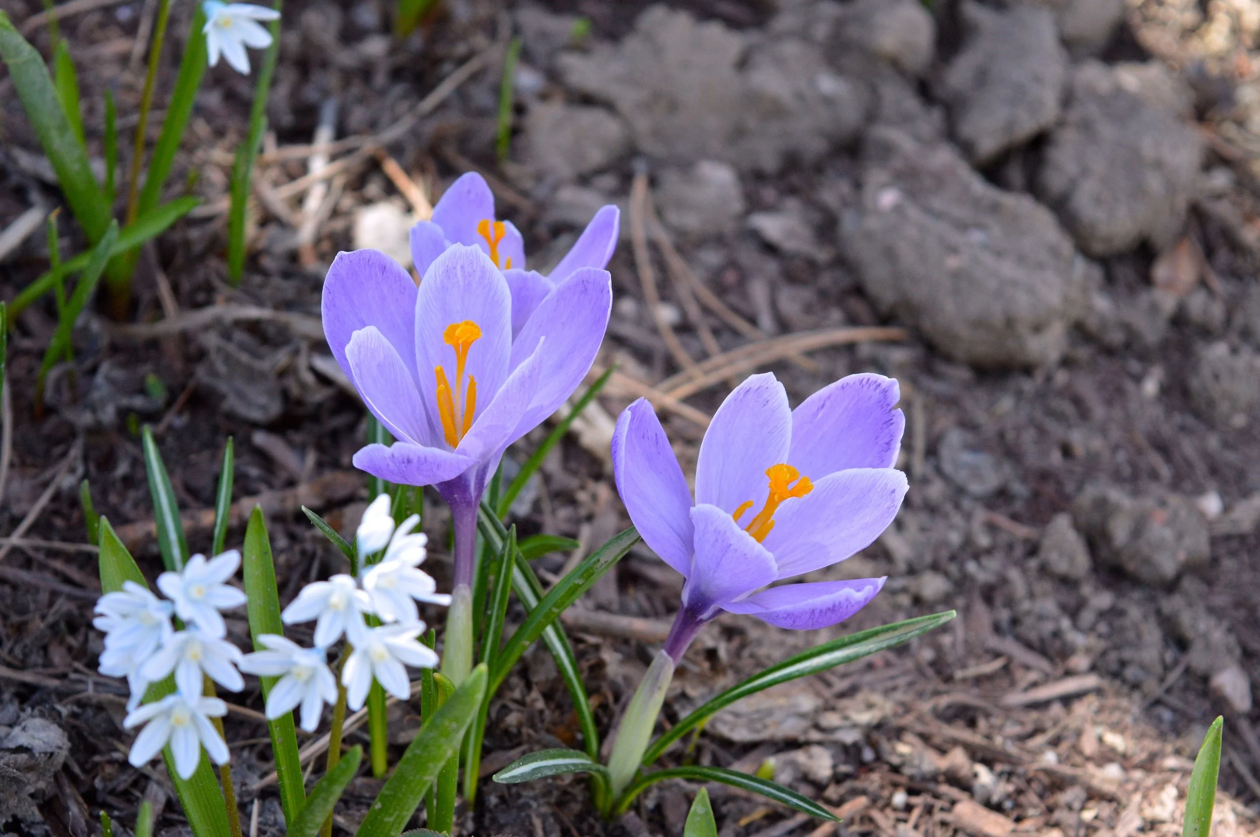 denver-botanic-gardens-April-13-6-2.jpg