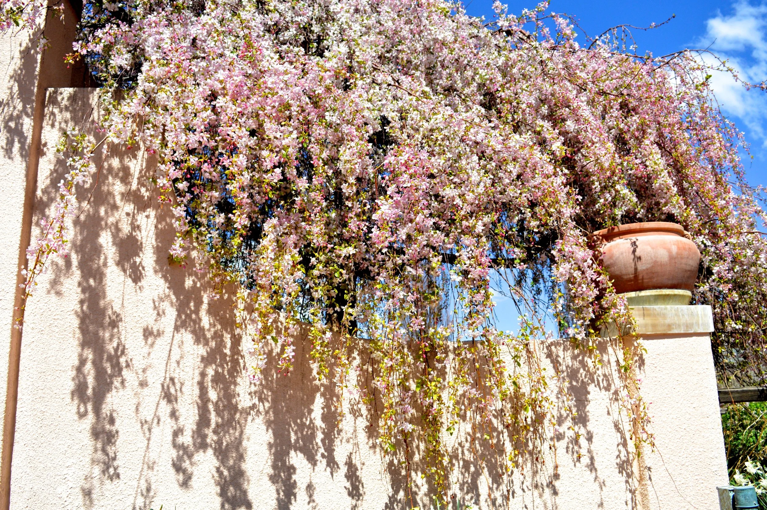 denver-botanic-gardens-April-13-24.jpg