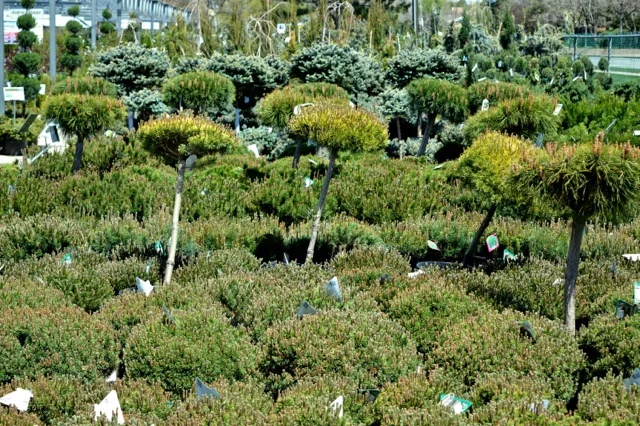 nicks-garden-13.jpg