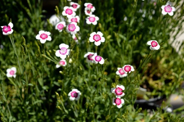nicks-garden-18.1.jpg