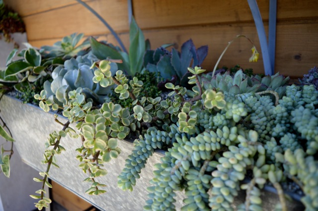nicks-garden-15.jpg