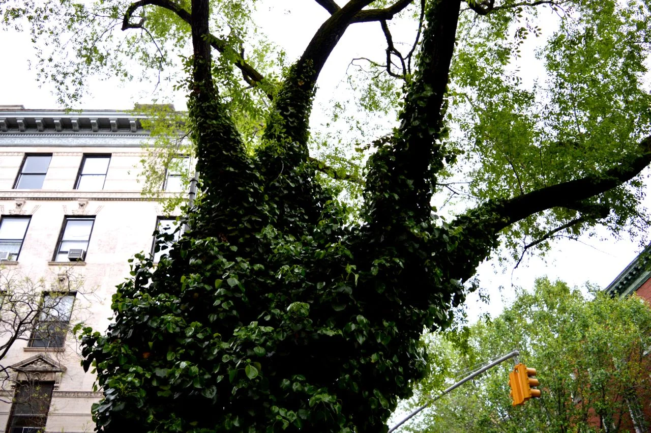 New-York-Spring-2016.8.jpg