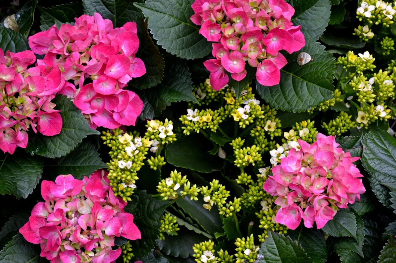 New-York-Spring-2016.15.jpg