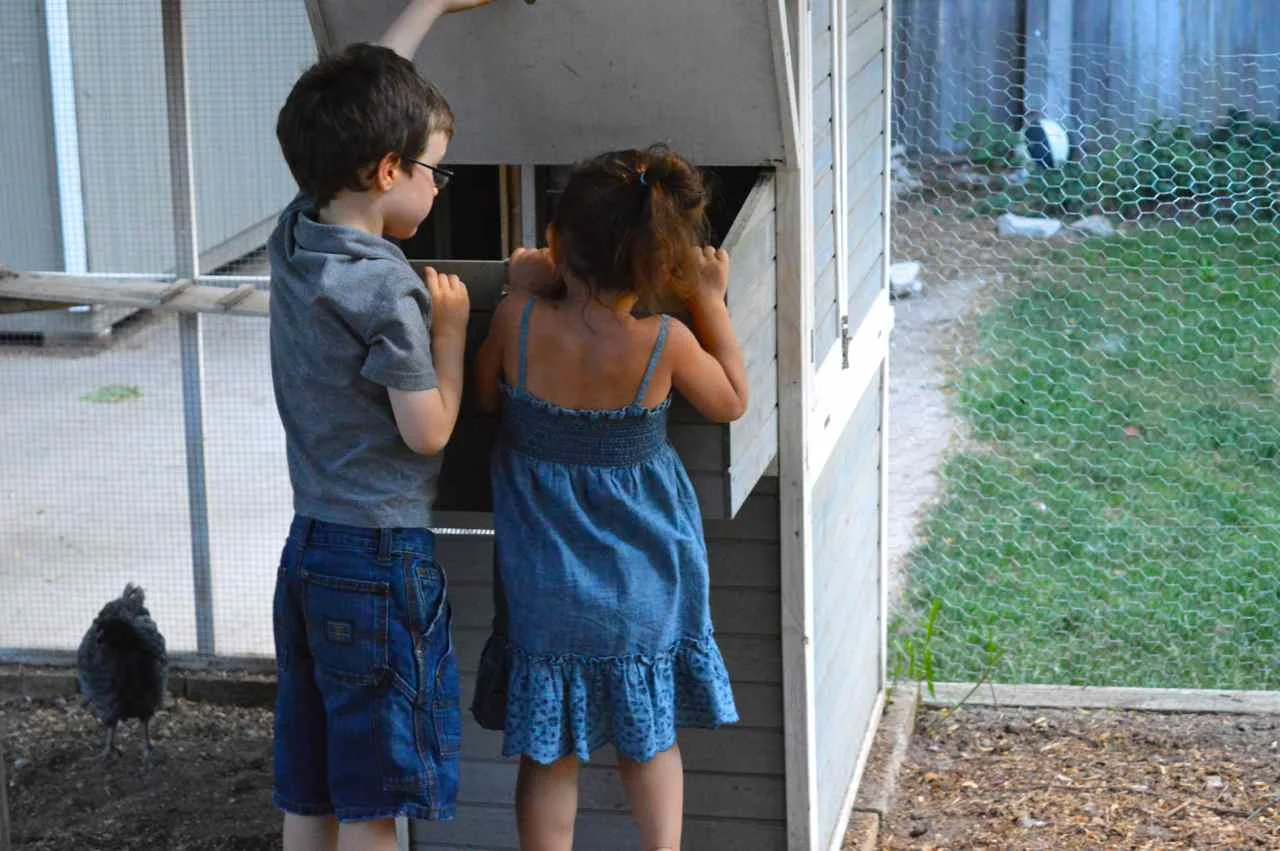 feeding-chickens-1-1.jpg