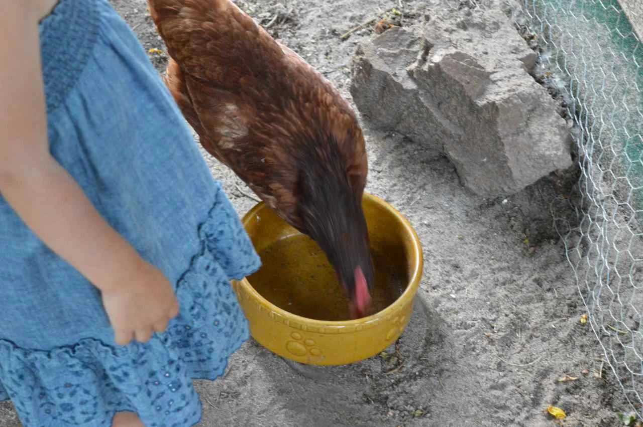 feeding-chickens-2-1.jpg