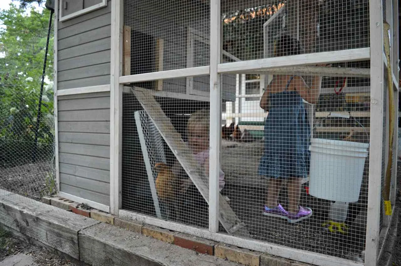 feeding-chickens-5-1.jpg