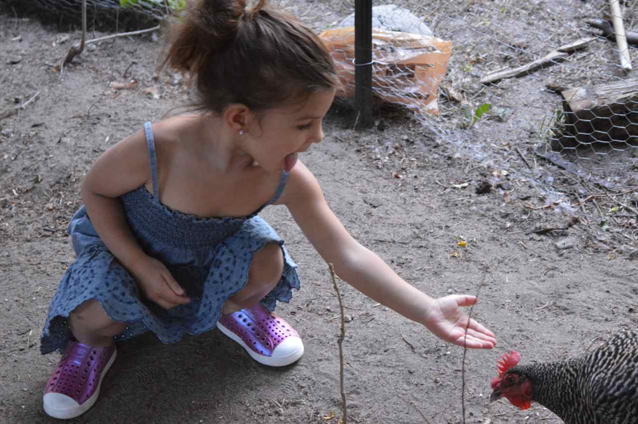 feeding-chickens-7-1.jpg