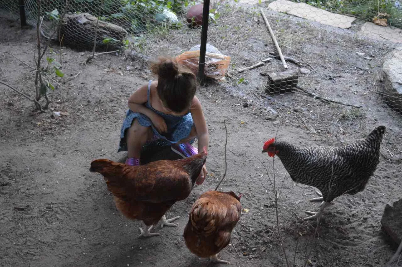 feeding-chickens-8-1.jpg