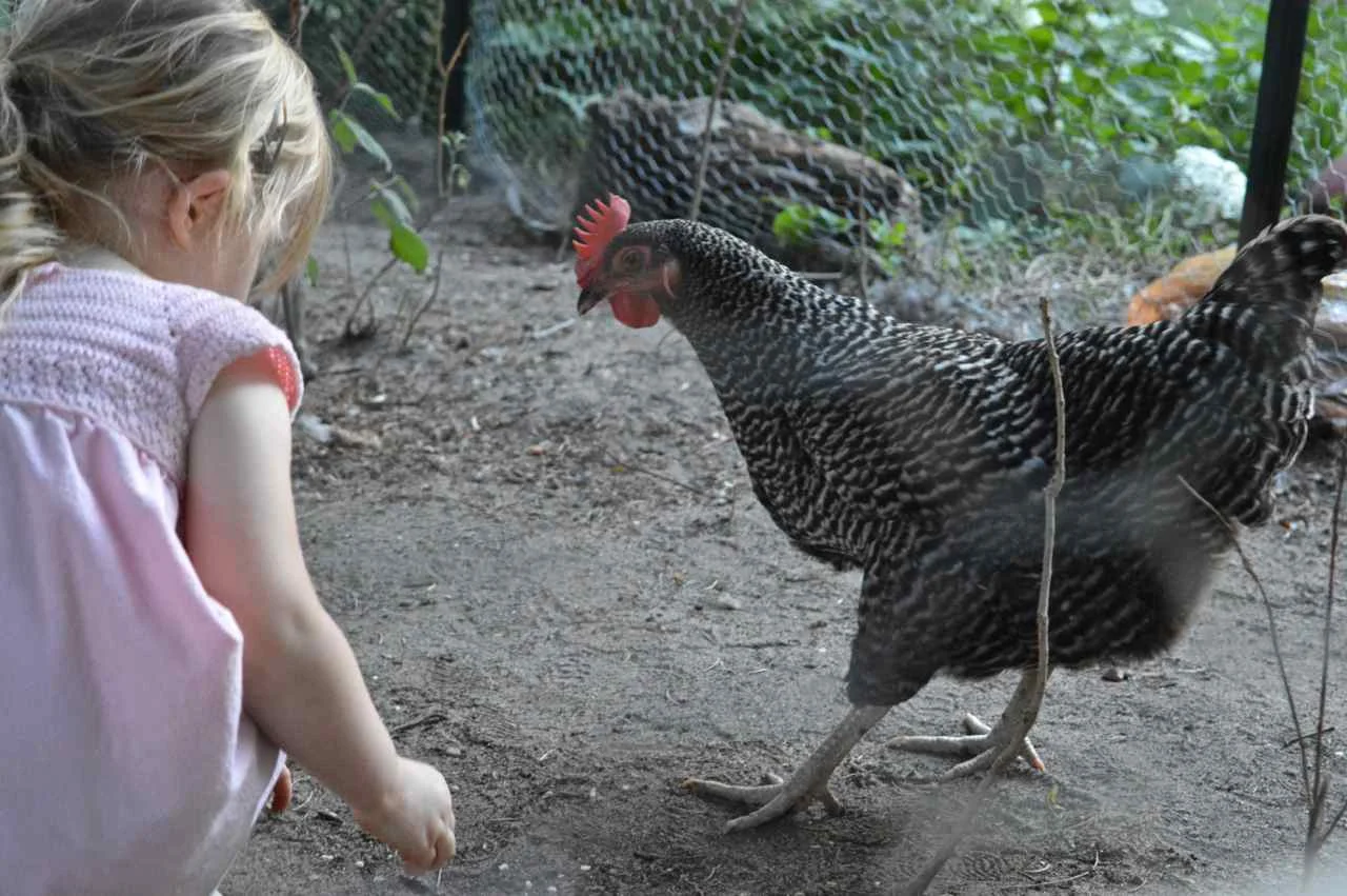 feeding-chickens-12.jpg