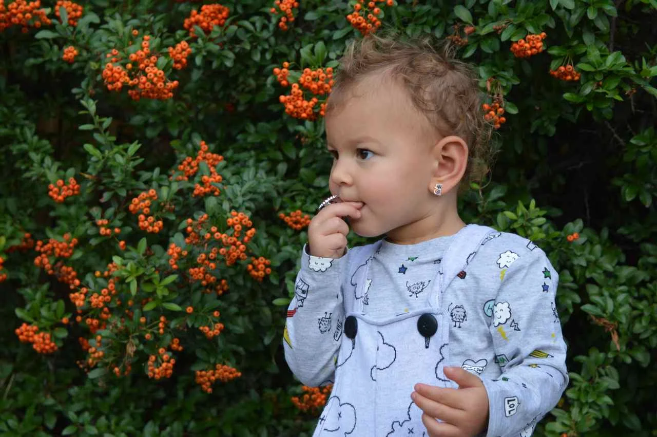 orange-berry-bush-1.jpg