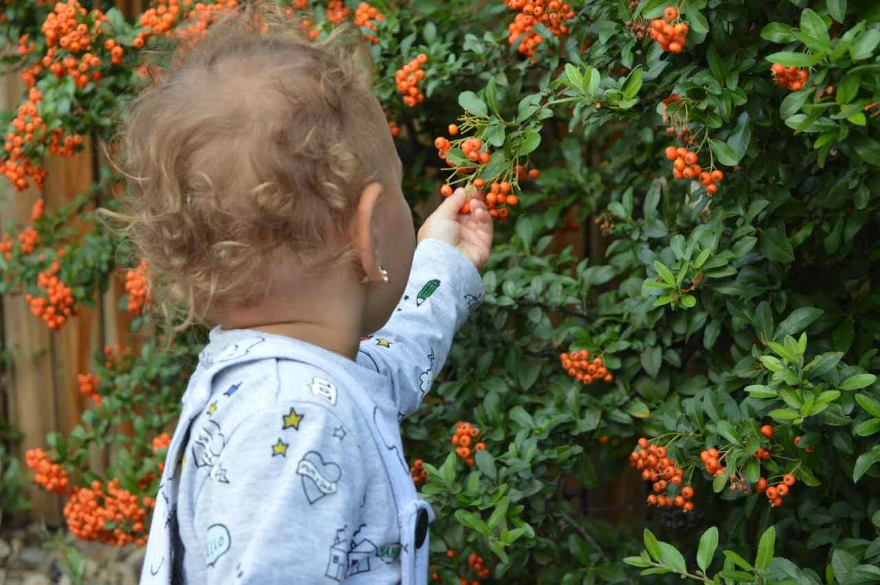 orange-berry-bush-11.jpg