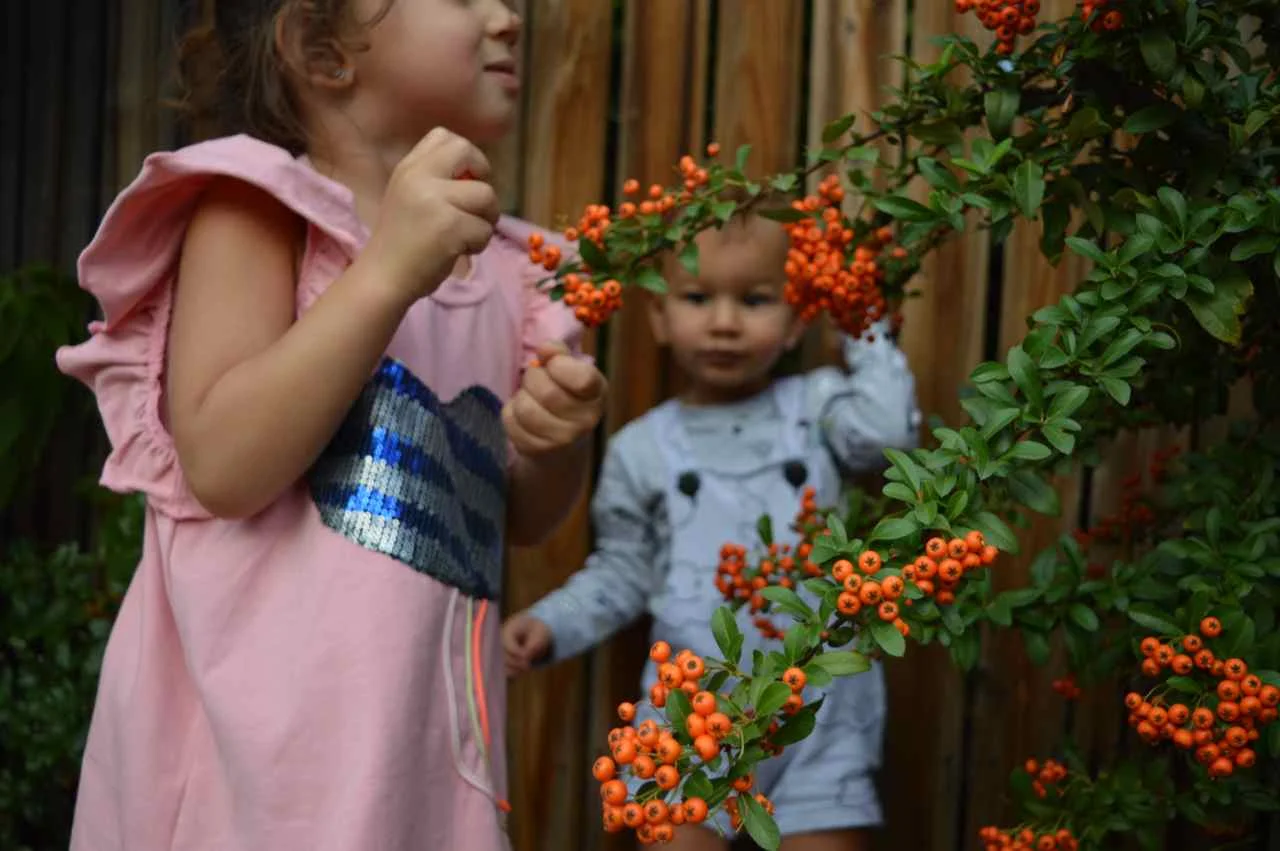 orange-berry-bush-15.jpg