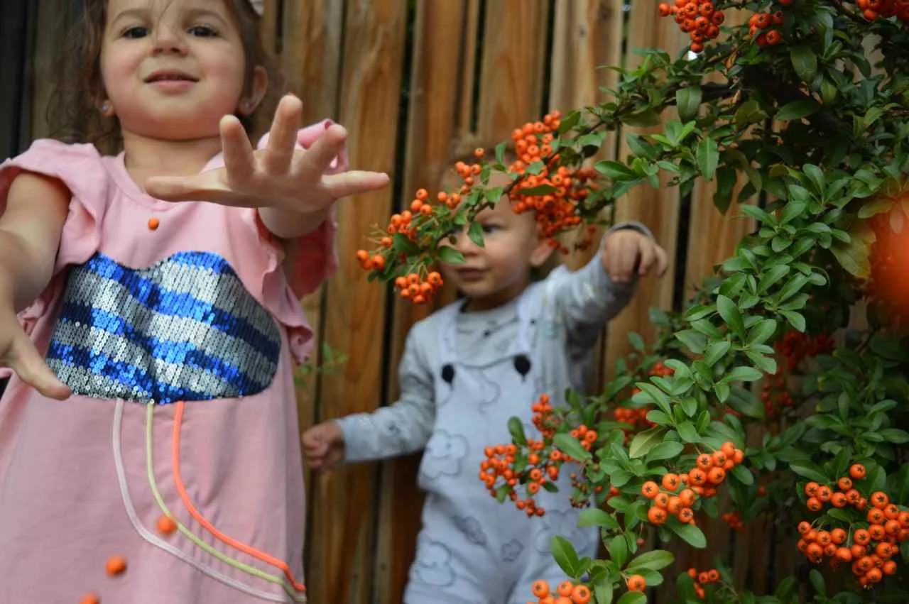 orange-berry-bush-16.jpg