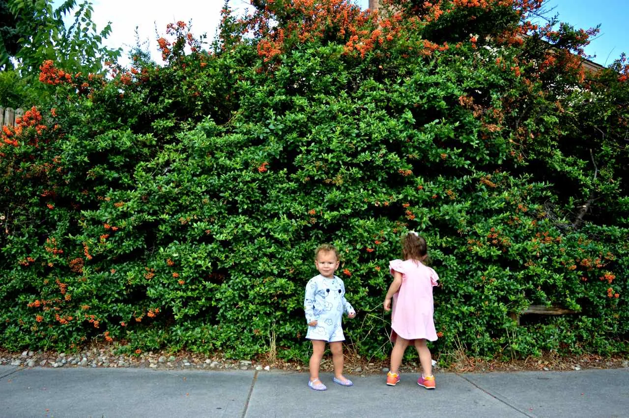 orange-berry-bush-18.jpg
