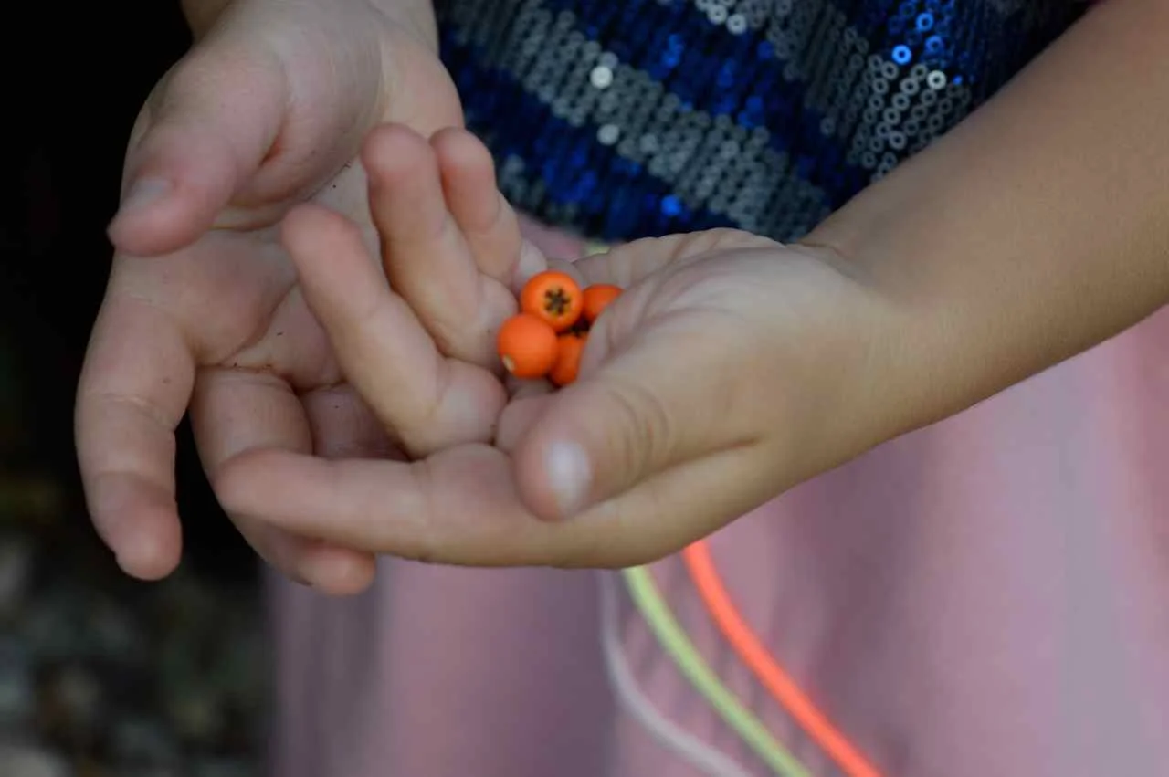 orange-berry-bush-20.jpg