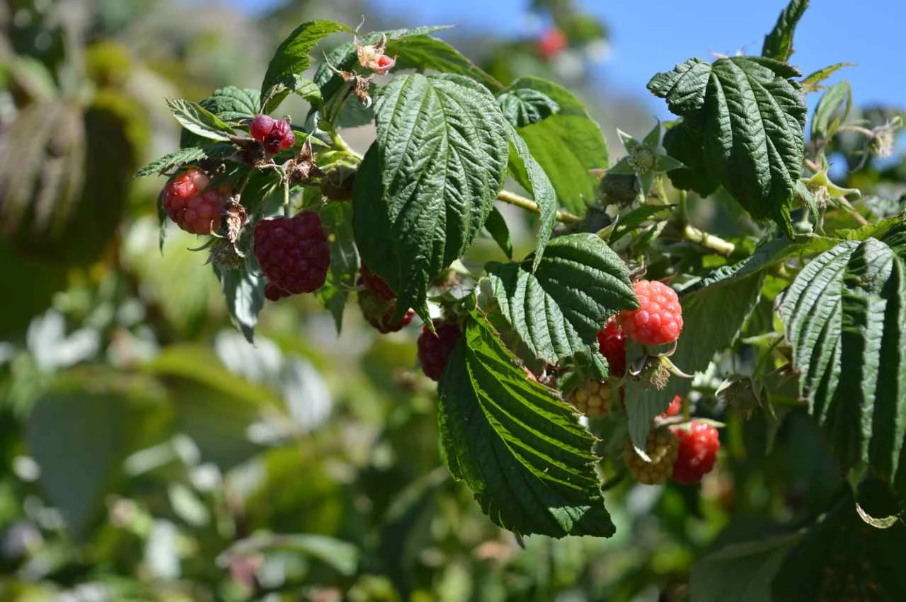 delicious-orchards-apple-picking-paonia-colorado-9.jpg