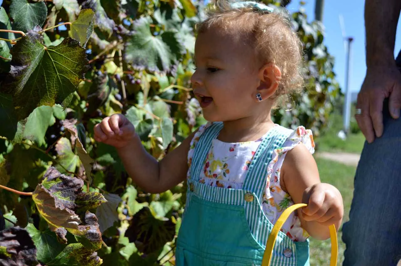 delicious-orchards-apple-picking-paonia-colorado-11.jpg