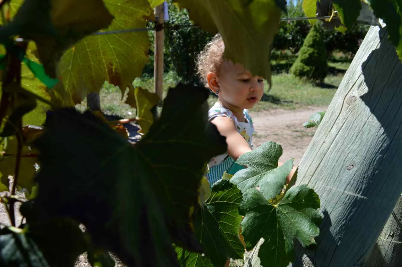 delicious-orchards-apple-picking-paonia-colorado-12.jpg