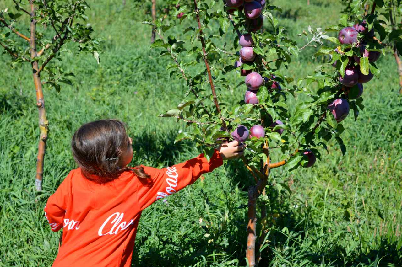 delicious-orchards-apple-picking-paonia-colorado-13.jpg