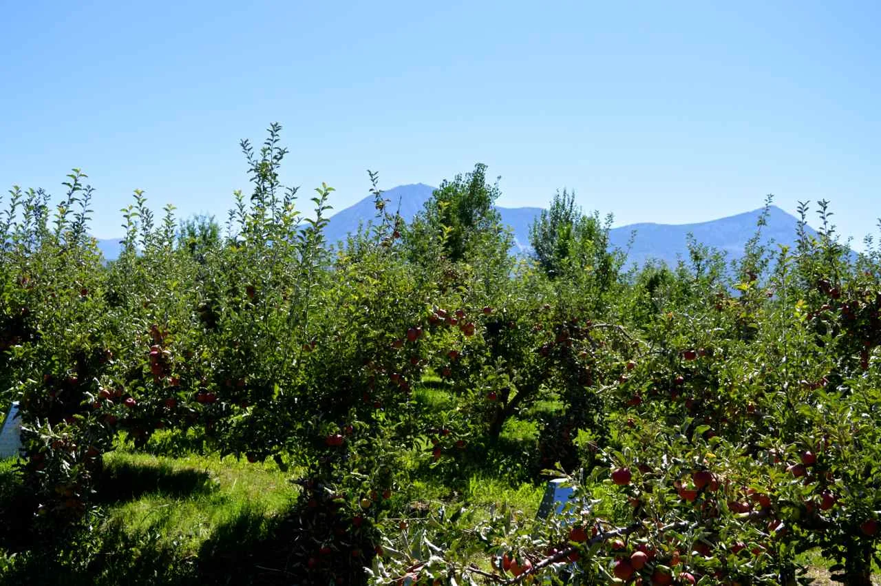 delicious-orchards-apple-picking-paonia-colorado-14.jpg