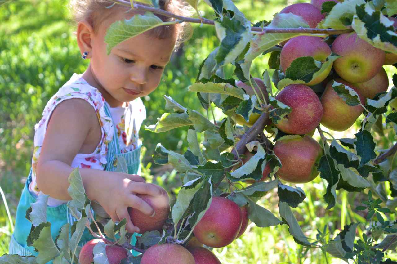 delicious-orchards-apple-picking-paonia-colorado-16.jpg