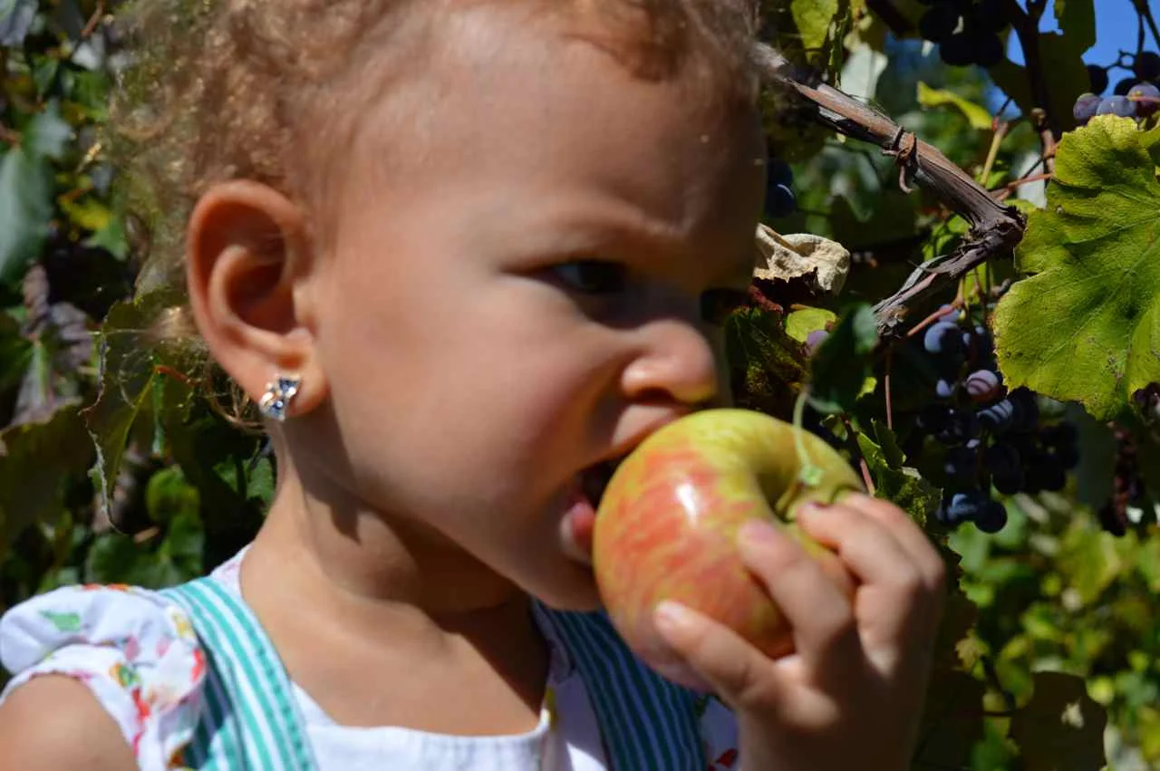 delicious-orchards-apple-picking-paonia-colorado-18.jpg