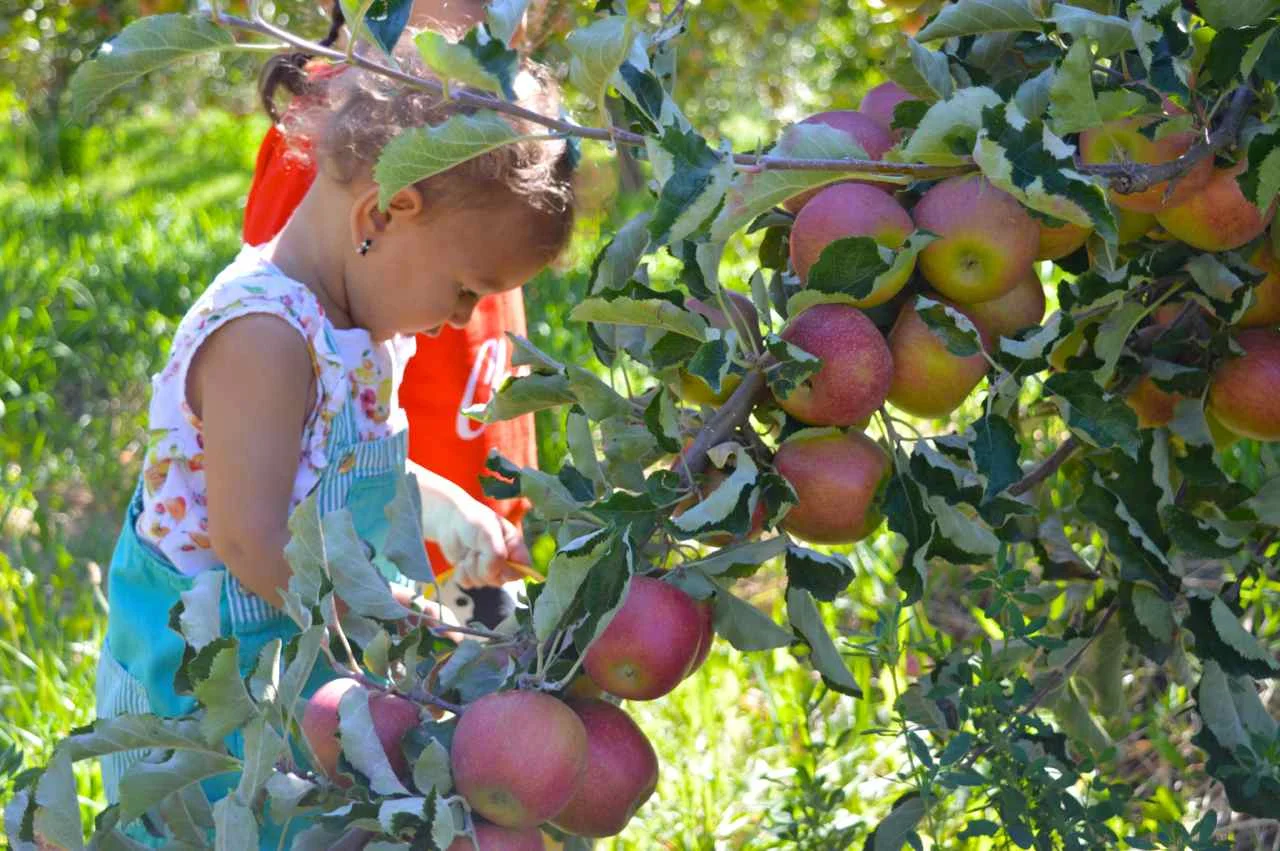 delicious-orchards-apple-picking-paonia-colorado-17.jpg