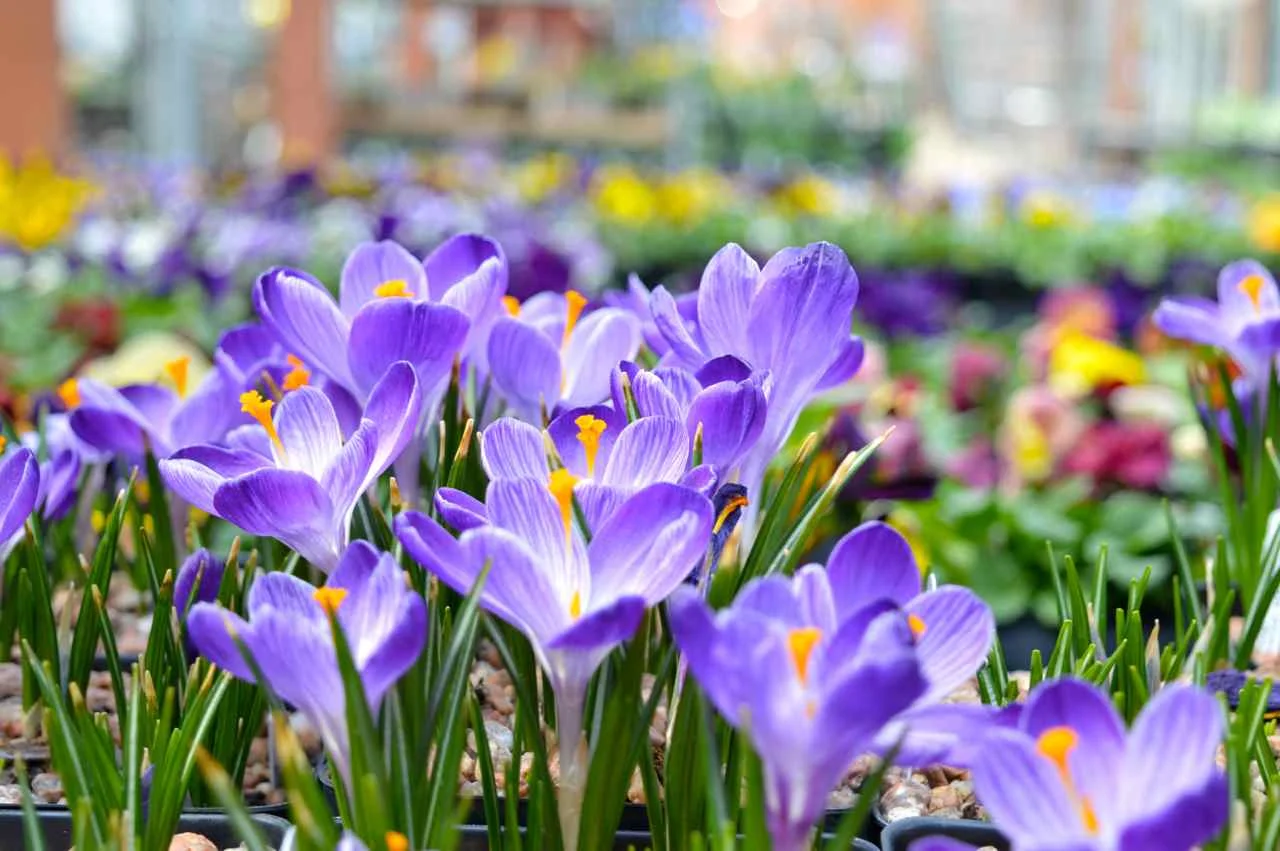 Nicks-Garden-Center-Aurora-Spring-4.jpg