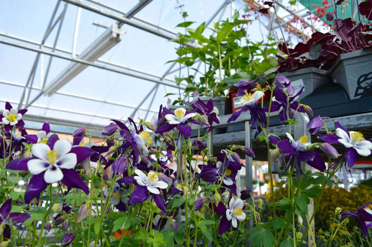 Nicks-Garden-Center-Aurora-Spring-32.jpg