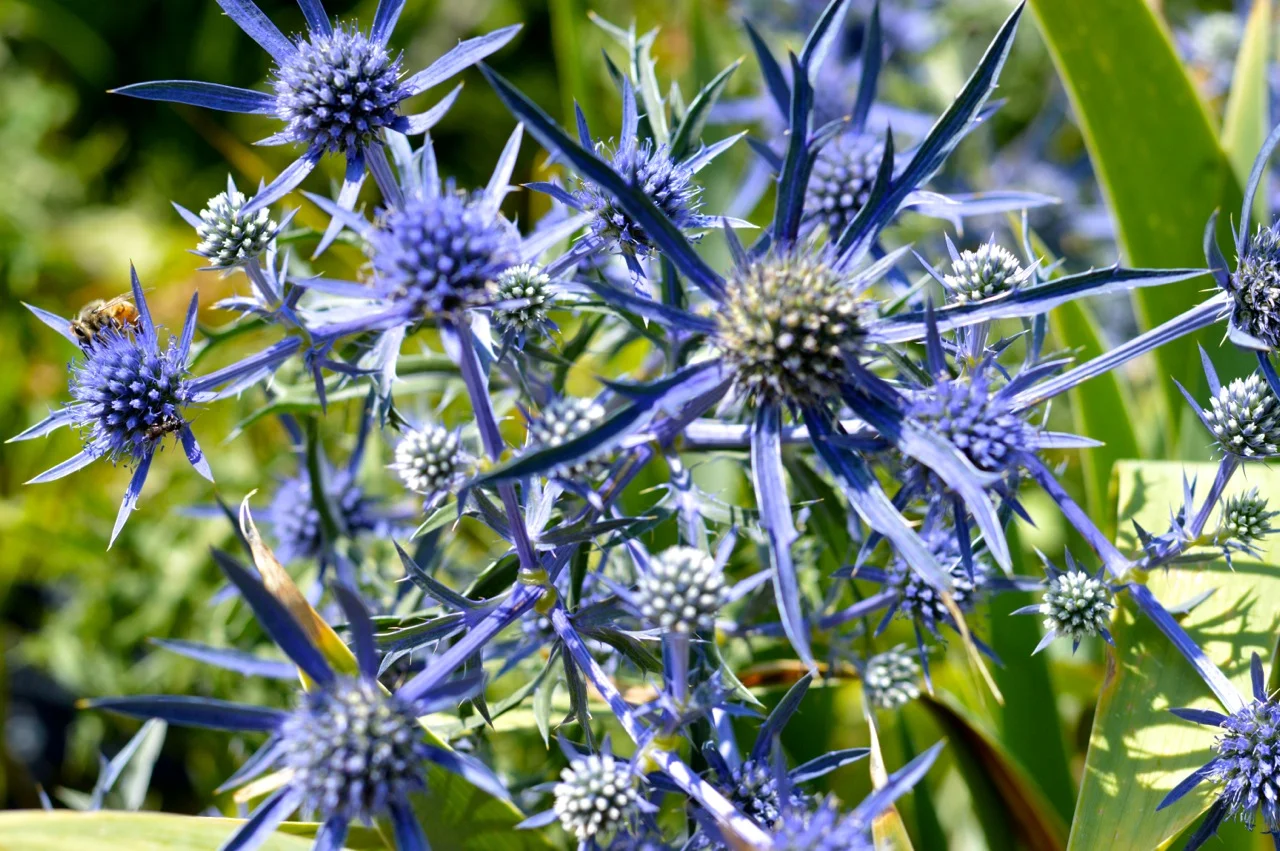 Denver-Botanic-Gardens-in-Summer-1.jpg