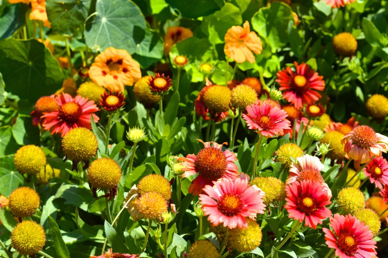 Denver-Botanic-Gardens-in-Summer-5.jpg