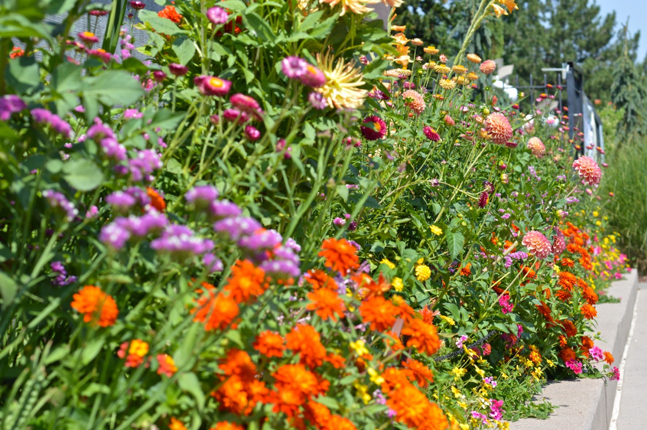 Denver-Botanic-Gardens-in-Summer-9.jpg
