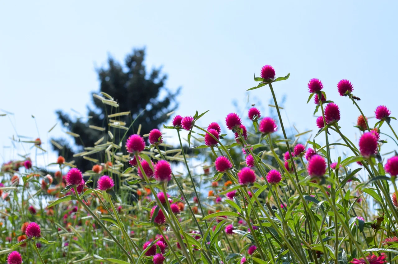 Denver-Botanic-Gardens-in-Summer-27.jpg