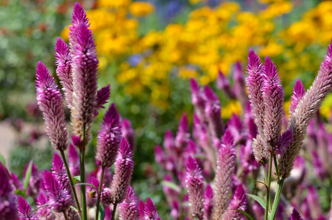 Denver-Botanic-Gardens-in-Summer-31.jpg