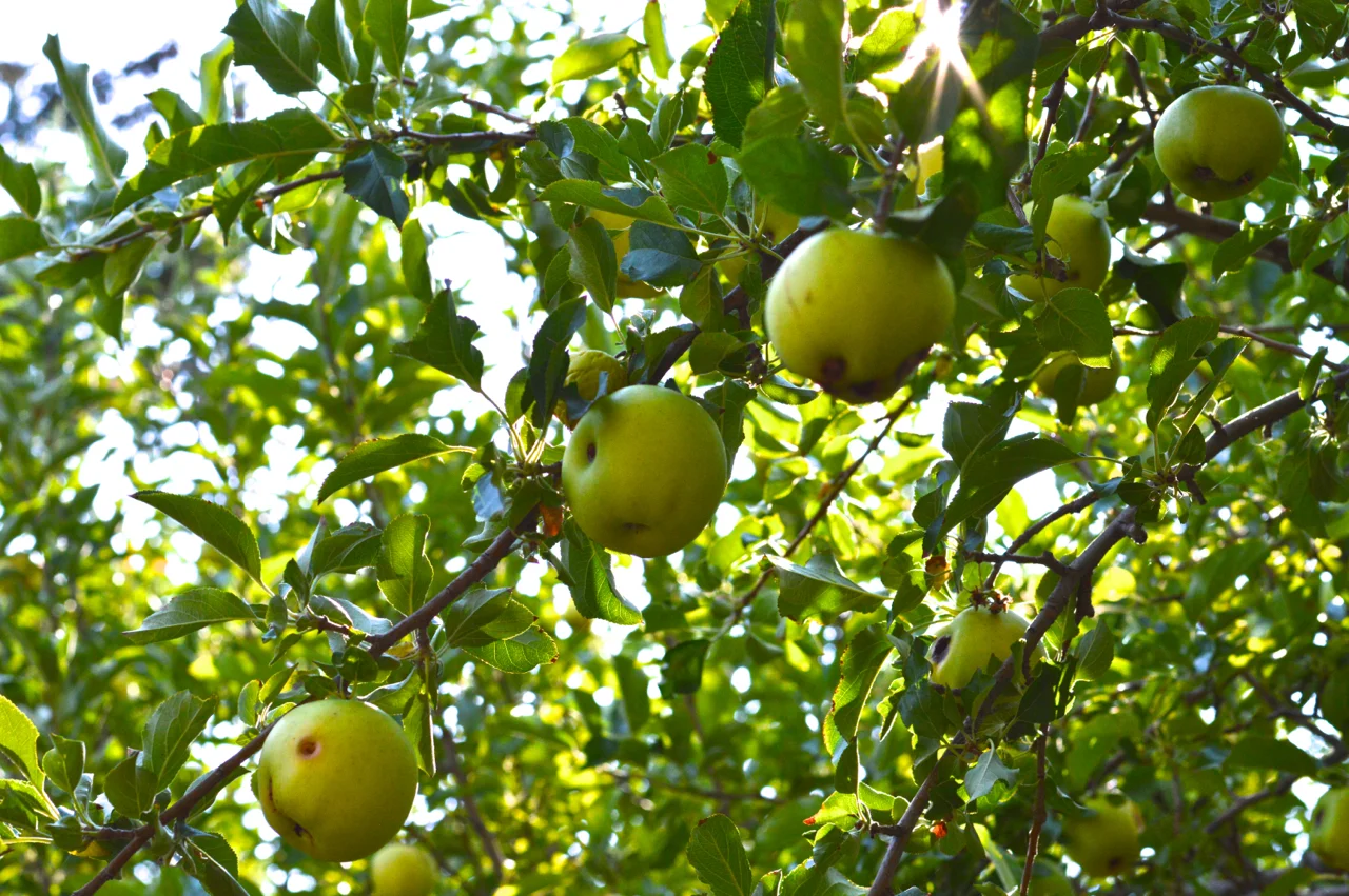 Apple-Picking-in-Colorado-7.jpg