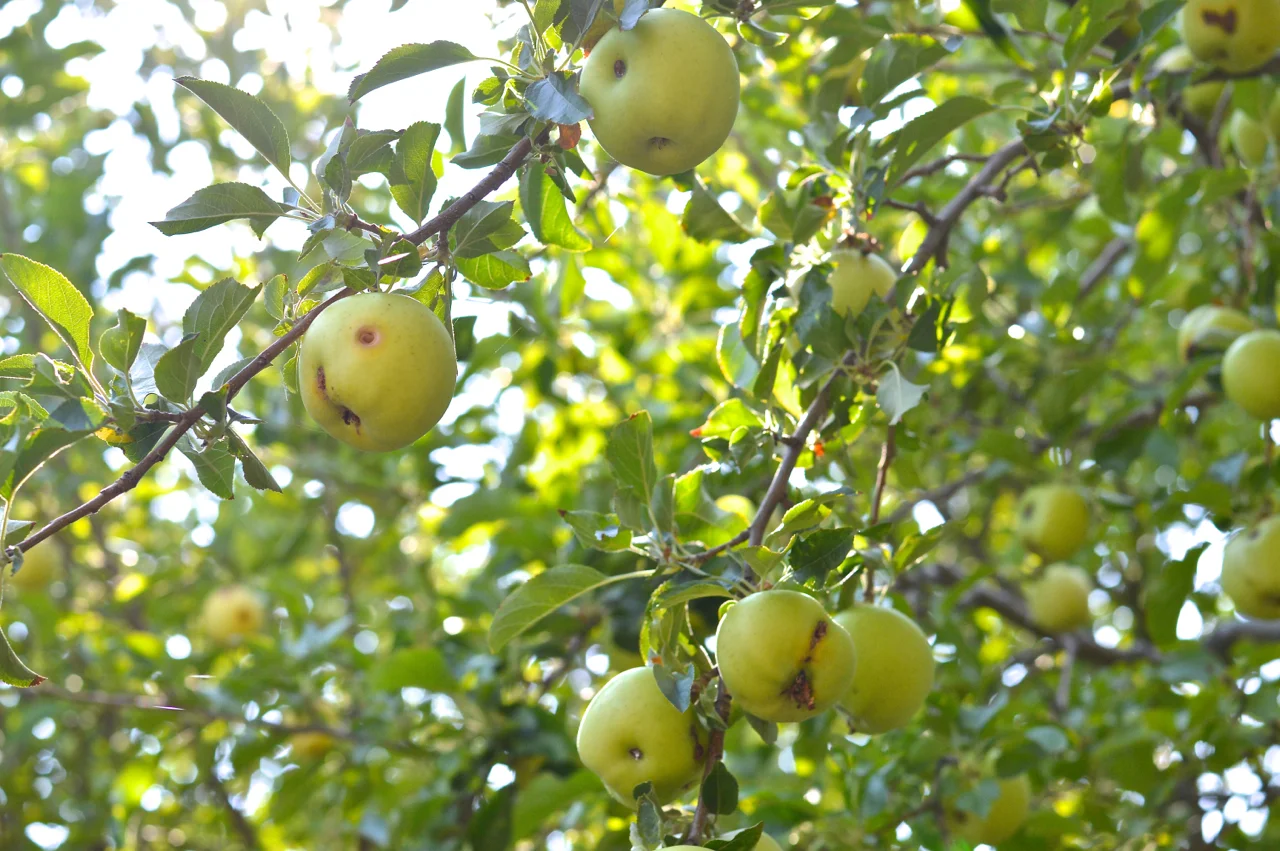 Apple-Picking-in-Colorado-8.jpg