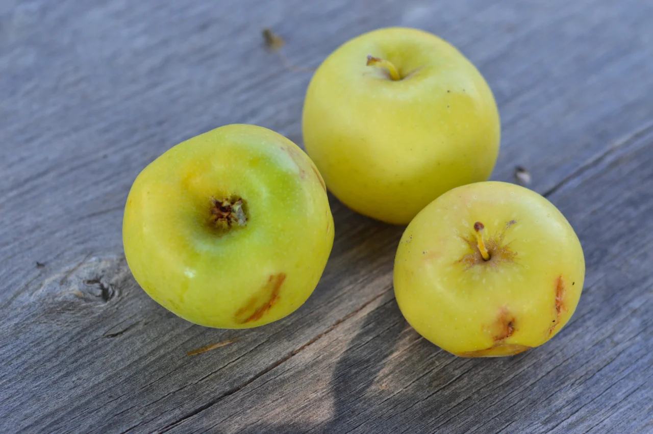 Apple-Picking-in-Colorado-11.jpg