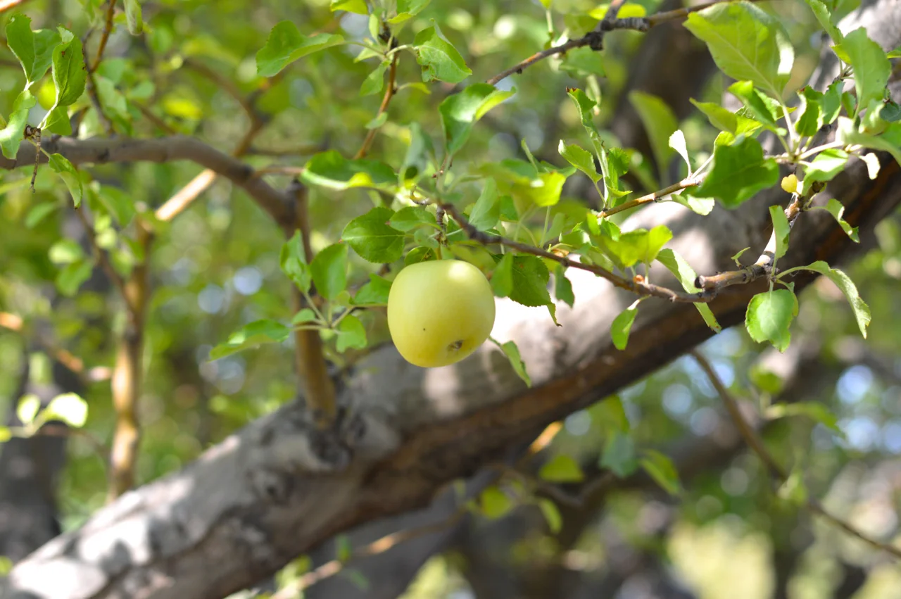 Apple-Picking-in-Colorado-13.jpg