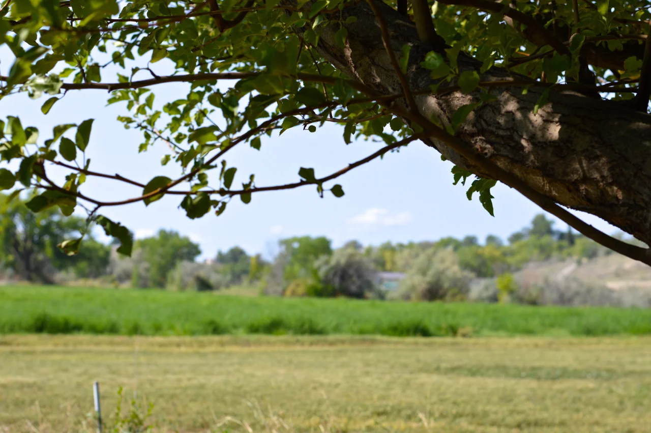 Apple-Picking-in-Colorado-14.jpg