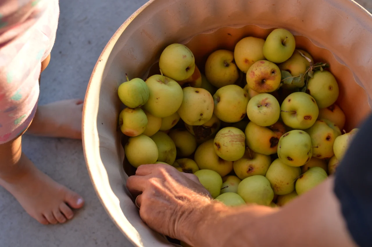 Apple-Picking-in-Colorado-16.jpg