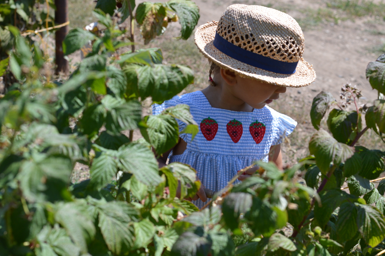 Fruit-Picking-at-Delicious-Orchards-13.jpg
