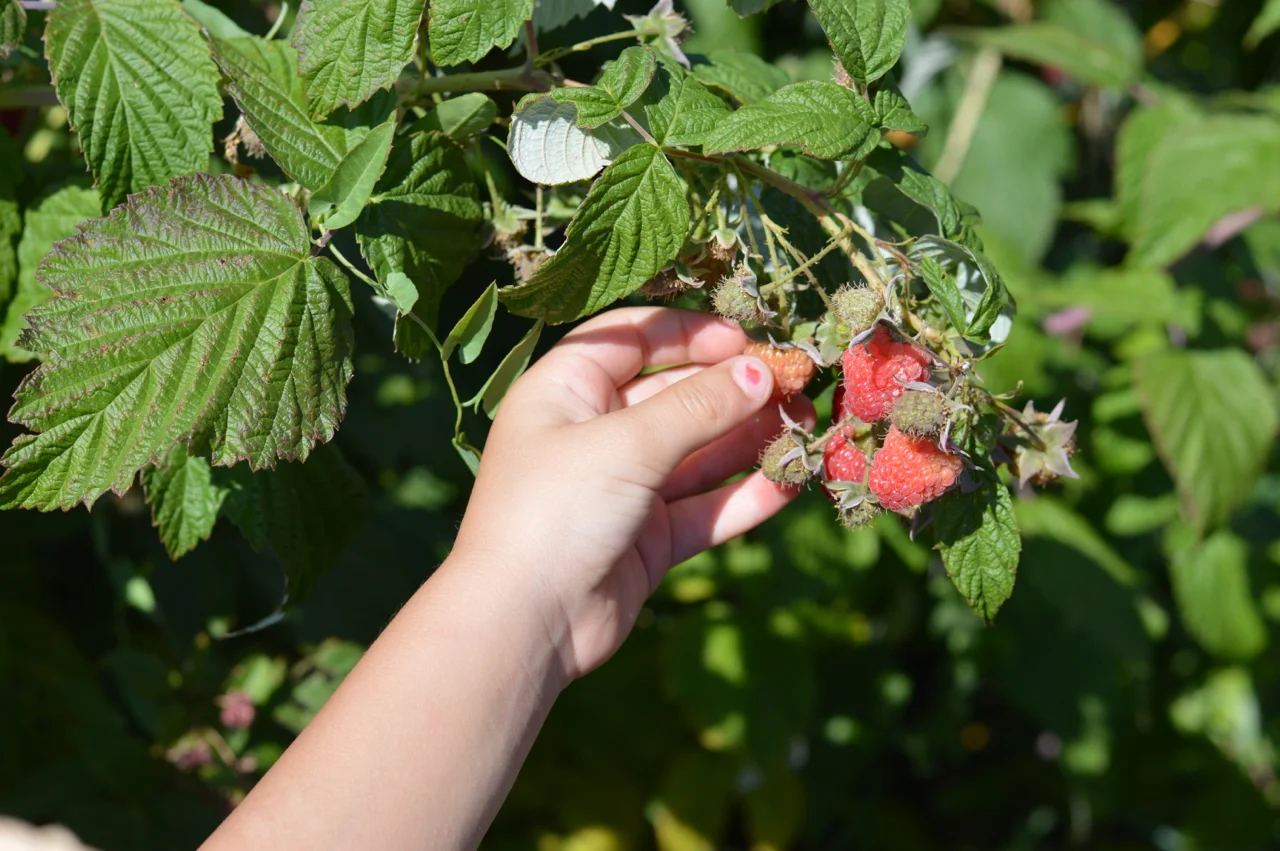 Fruit-Picking-at-Delicious-Orchards-14.jpg