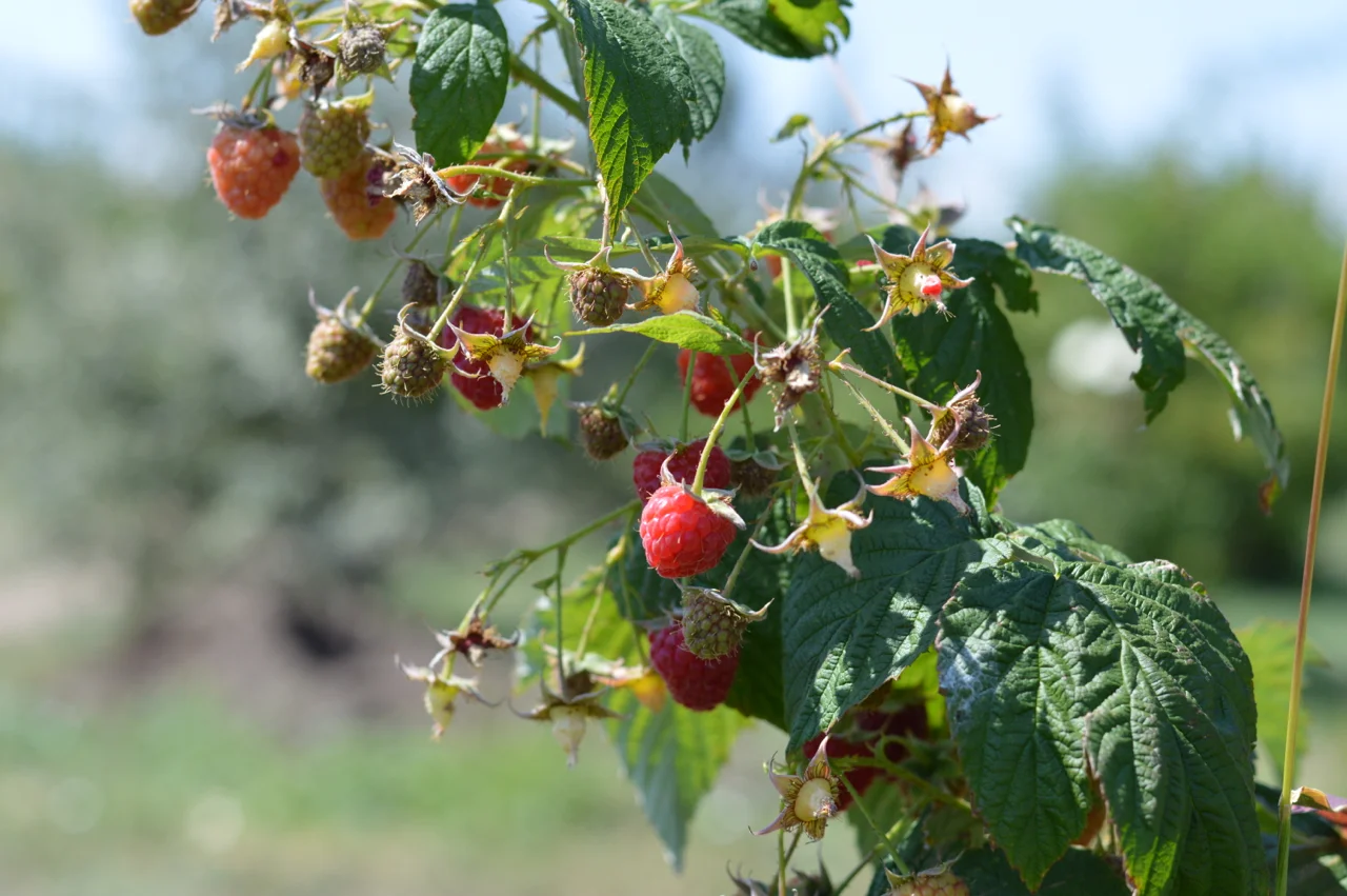 Fruit-Picking-at-Delicious-Orchards-15.jpg