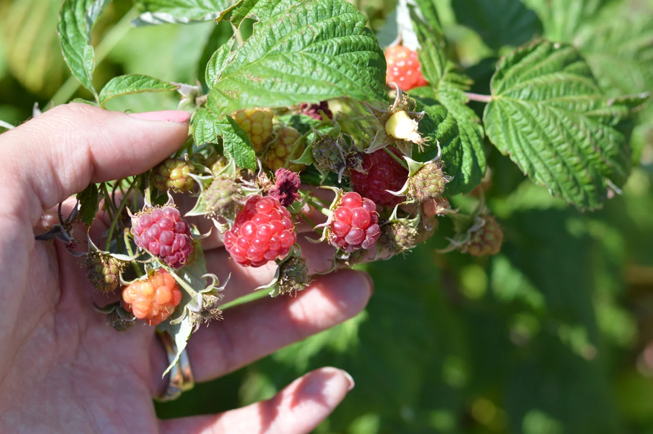 Fruit-Picking-at-Delicious-Orchards-16.jpg